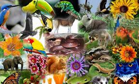 Diversity of Living Things