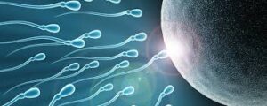 Reproduction and genetics