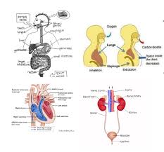 Respiration & Excretion