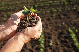 Soil & Nutrition