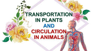 Transport Systems